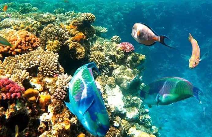 City Tour Sharm El Sheikh